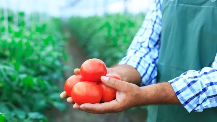 Produção de tomate em Santa Catarina é marcada por inovações agrícolas