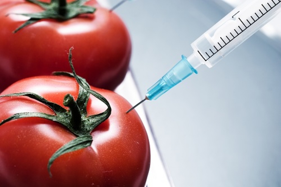 Aproveitar os genes saltadores do tomate pode ajudar a produzir culturas resistentes à seca
